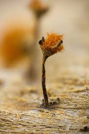 Attēlu rezultāti vaicājumam “Metatrichia floriformis stalked”