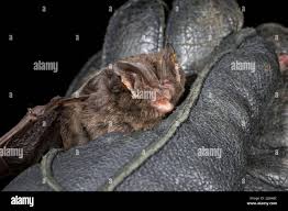 Attēlu rezultāti vaicājumam “Barbastella barbastellus”