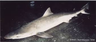 Image result for Galeorhinus galeus