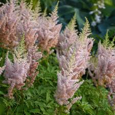 Attēlu rezultāti vaicājumam “Astilbe chinensis bud”