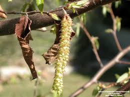 Attēlu rezultāti vaicājumam “Carpinus caroliniana male flower”