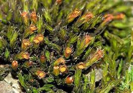 Attēlu rezultāti vaicājumam “Schistidium apocarpum macro”