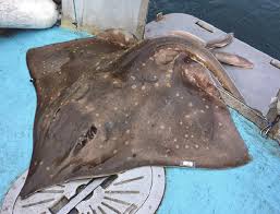 Image result for Dipturus intermedius