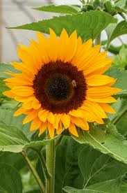 Image result for Sonnenblume
