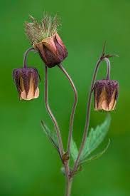 Attēlu rezultāti vaicājumam “Geum rivale bud”