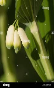 Attēlu rezultāti vaicājumam “Polygonatum odoratum bud”