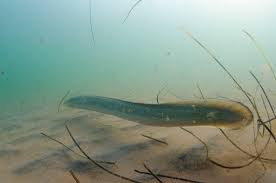 Image result for Anguilla rostrata