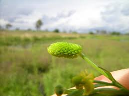 Attēlu rezultāti vaicājumam “Ranunculus sceleratus fruit”