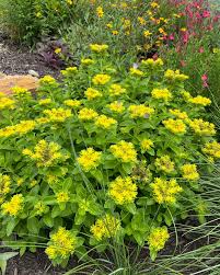 Attēlu rezultāti vaicājumam “Sedum pallidum flower”