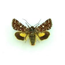 Attēlu rezultāti vaicājumam “Anarta myrtilli”