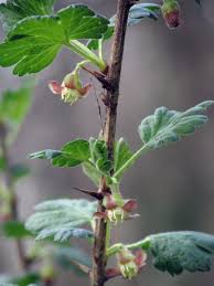 Attēlu rezultāti vaicājumam “Ribes uva-crispa flower”
