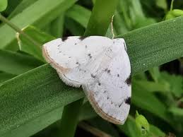 Attēlu rezultāti vaicājumam “Lomographa bimaculata”