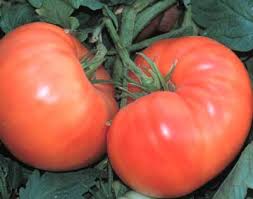 Afbeeldingsresultaat voor amana orange beefsteak tomato