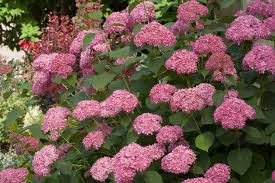 Attēlu rezultāti vaicājumam “Hydrangea arborescens subsp. discolor”