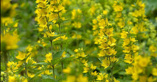 Attēlu rezultāti vaicājumam “Lysimachia punctata flower”