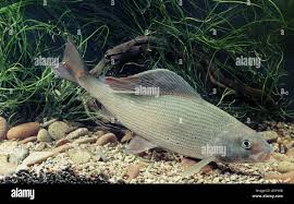 Image result for Thymallus thymallus