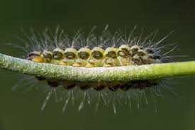 Attēlu rezultāti vaicājumam “Zygaena lonicerae”