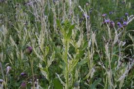 Attēlu rezultāti vaicājumam “Cirsium x rigens leaf”