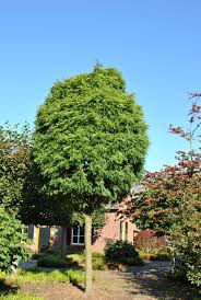 Attēlu rezultāti vaicājumam “Gleditsia triacanthos”