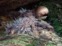 Attēlu rezultāti vaicājumam “Tilachlidium brachiatum”