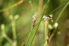 Attēlu rezultāti vaicājumam “Eleocharis palustris”
