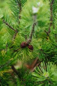 Attēlu rezultāti vaicājumam “Pinus mugo fruit”