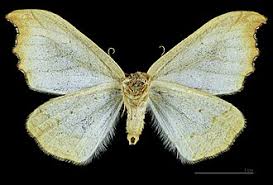 Attēlu rezultāti vaicājumam “Falcaria lacertinaria”