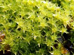 Attēlu rezultāti vaicājumam “Dichodontium pellucidum macro”