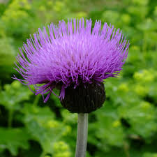Attēlu rezultāti vaicājumam “Cirsium heterophyllum flower”