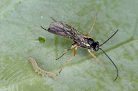 Attēlu rezultāti vaicājumam “Diderma simplex macro”