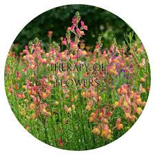 Attēlu rezultāti vaicājumam “Linaria loeselii fruit”