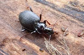 Attēlu rezultāti vaicājumam “Limodromus assimilis”