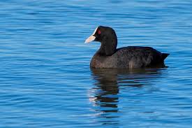 Attēlu rezultāti vaicājumam “Fulica atra”