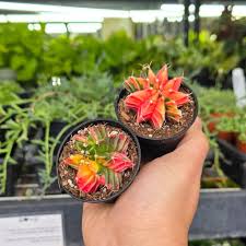 Image result for Gymnocalycium