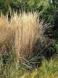 Attēlu rezultāti vaicājumam “Calamagrostis canescens”
