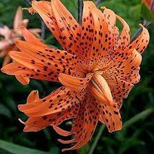 Attēlu rezultāti vaicājumam “Lilium lancifolium”