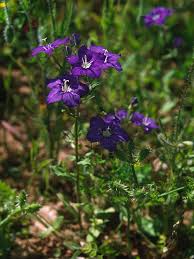 Image result for Legousia speculum-veneris