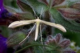 Attēlu rezultāti vaicājumam “Adaina microdactyla”