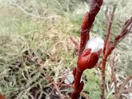 Attēlu rezultāti vaicājumam “Salix aurita bud”