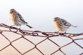 Image result for twite photo