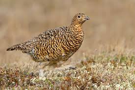 Attēlu rezultāti vaicājumam “Lagopus lagopus female”