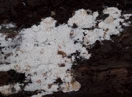 Attēlu rezultāti vaicājumam “Ceriporia viridans”