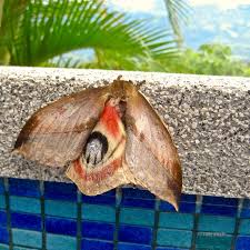 Attēlu rezultāti vaicājumam “Saturniidae”