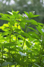 Attēlu rezultāti vaicājumam “Impatiens glandulifera leaf”