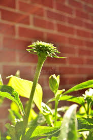 Attēlu rezultāti vaicājumam “Echinacea purpurea bud”