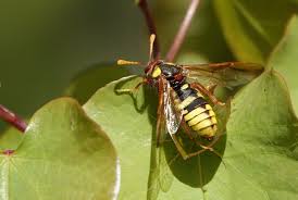 Attēlu rezultāti vaicājumam “Cimbex luteus”