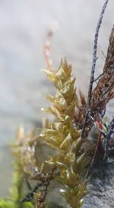 Attēlu rezultāti vaicājumam “Platyhypnidium riparioides”