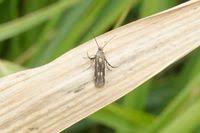 Attēlu rezultāti vaicājumam “Scythrididae”