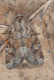 Attēlu rezultāti vaicājumam “Apamea sordens”