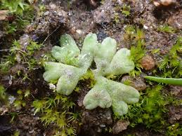 Attēlu rezultāti vaicājumam “Riccia bifurca”